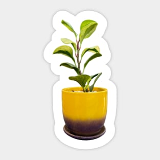 Peperomia Sticker